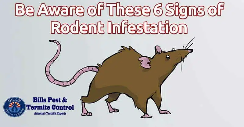 Be Aware of These 6 Signs of Rodent Infestation [INFOGRAPHIC]