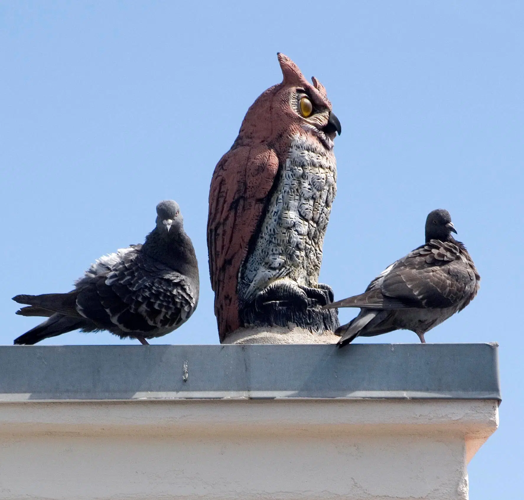 Let us help you solve Why Do Pigeons Nest under Solar Panels?