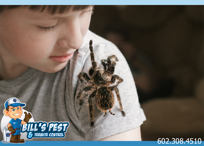 Arizona Tarantulas: What You Need to Know