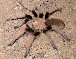 Spider Exterminator in Phoenix, AZ