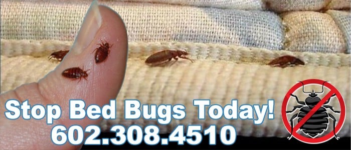 Stop Bed Bugs Surprise Az Today!
