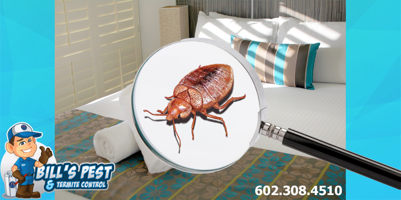 What Should You Do If You Stayed At A Hotel With Bed Bugs?