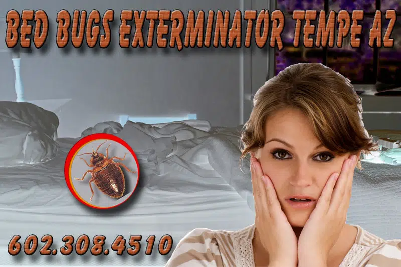 Affordable Bed Bug Exterminators Tempe Az