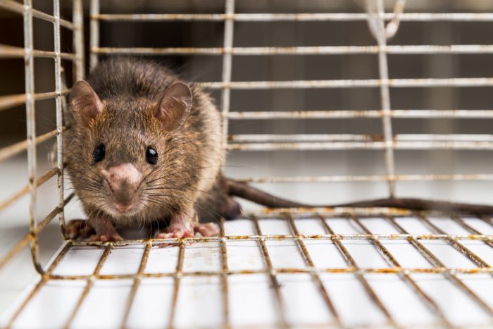 Best Rodent Control Anthem Az | Rat Exterminator Services