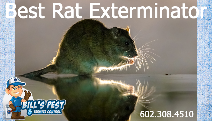 Best Rat Exterminator Ahwatukee AZ - Rodent Exterminator Ahwatukee AZ