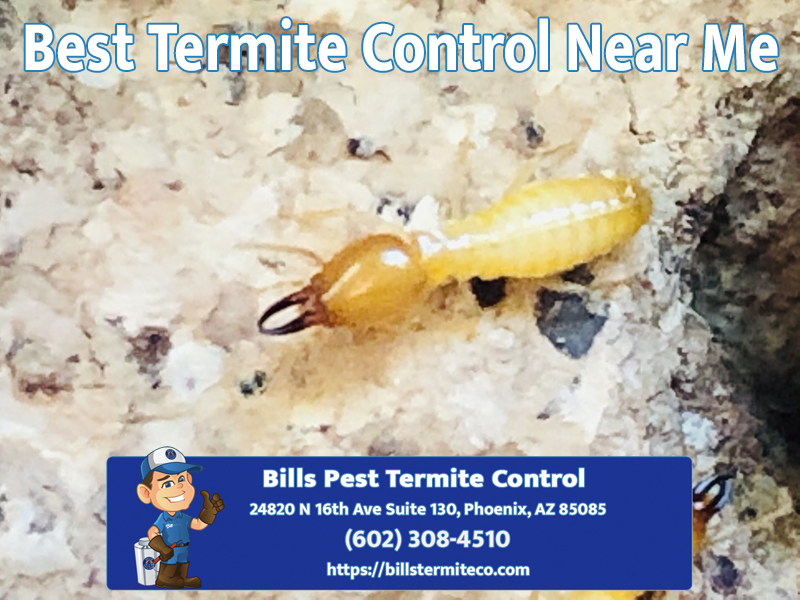 Best Termite Control Near Me