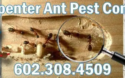 Carpenter Ant Control Phoenix, AZ | Best Ant Exterminator