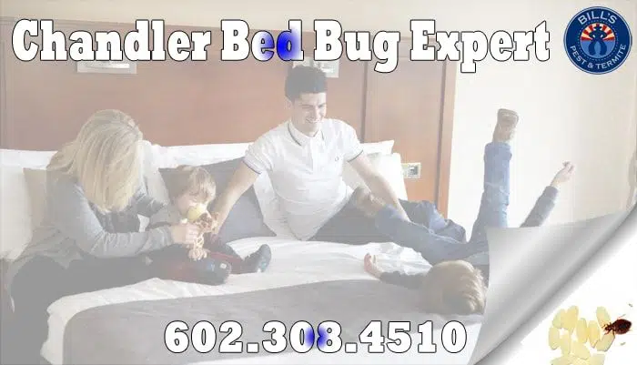 Affordable Bed Bug Fumigation Chandler Az - Chandler Bed Bug Removal
