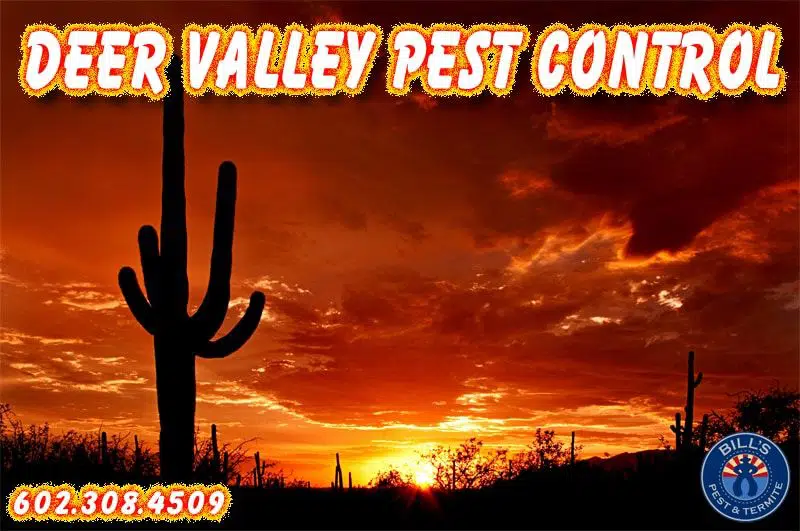 Best Pest and Termite Control Deer Valley, AZ