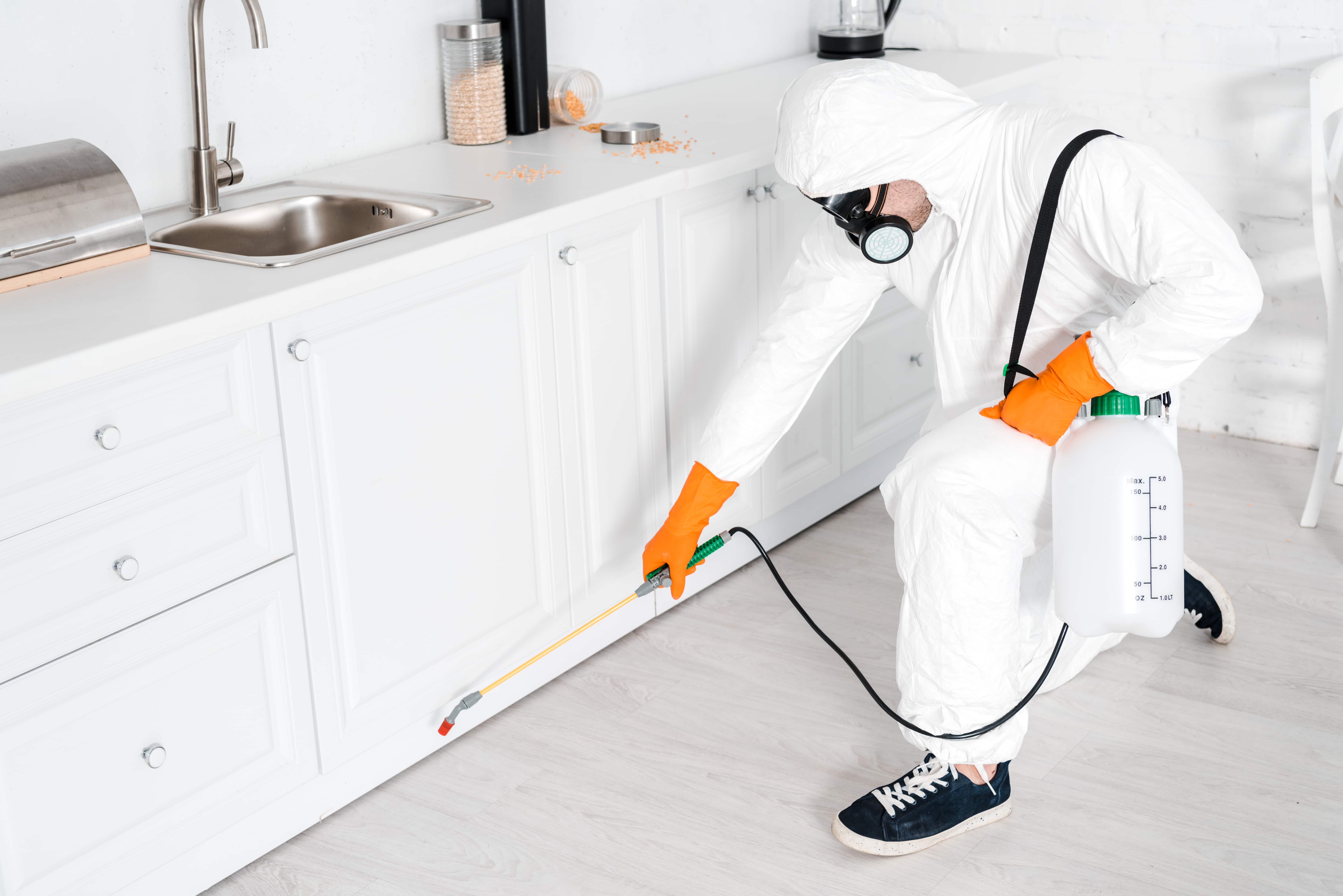 Flea Infestation Solutions in Phoenix Az