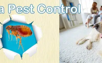 Best Flea Control Phoenix AZ | Flea Exterminator Service