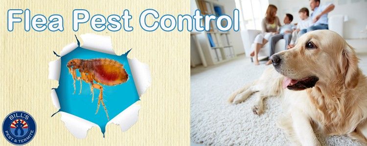 Flea Pest Control Phoenix Arizona