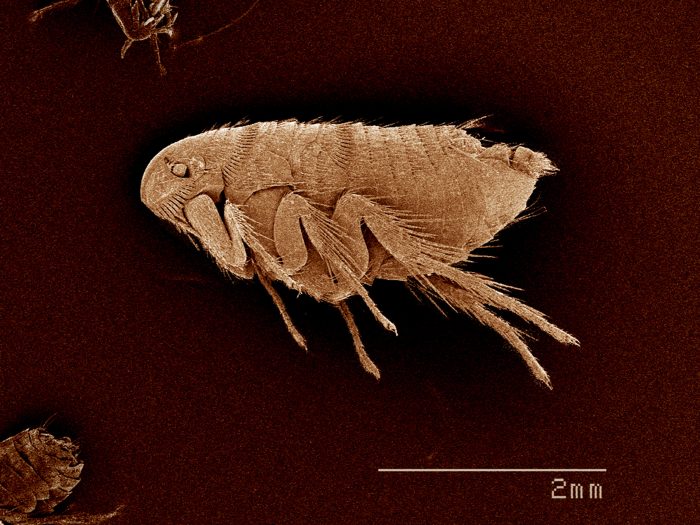 Professional Flea Removal Phoenix AZ