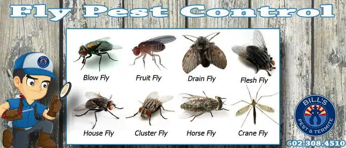 Best Kitchen Fly Control Phoenix Az - Bills Pest Termite Control