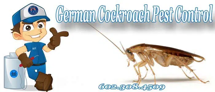 Get rid of Roaches Phoenix, AZ