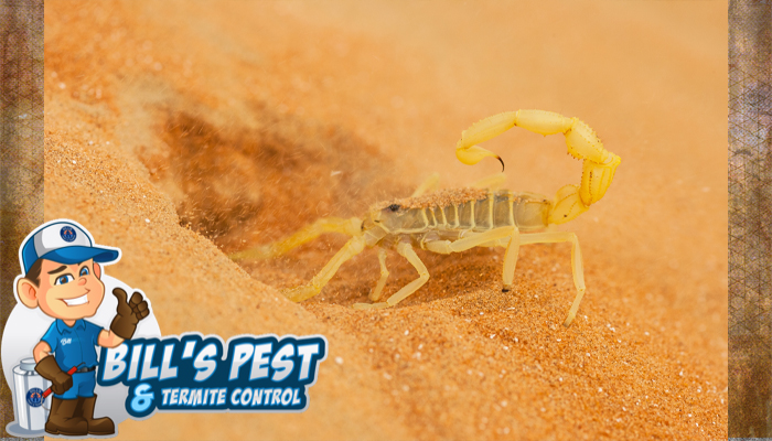 How to Kill Scorpions: Bills Pest Termite Control