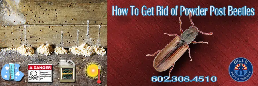 How to get rid of Powder Post Beetles