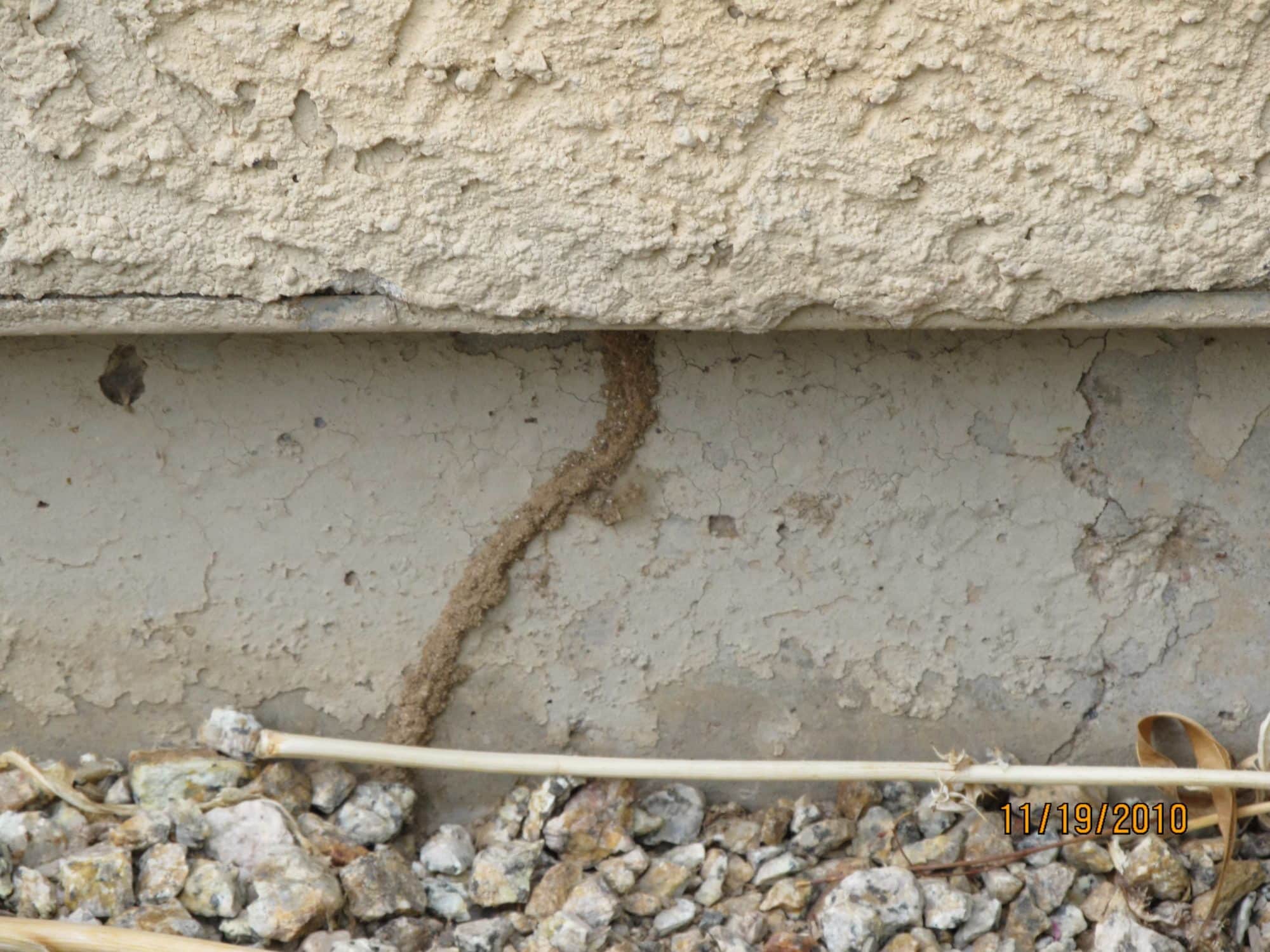 How do I know if I have termites in Arizona? Termite tube on a stem wall