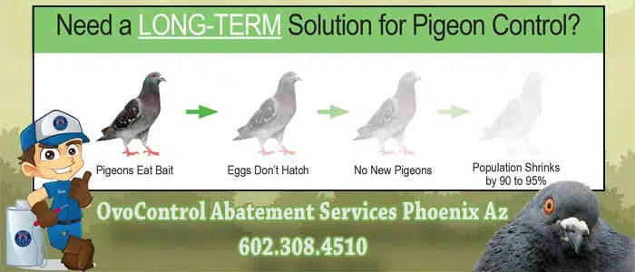 Best OvoControl Abatement Phoenix, AZ