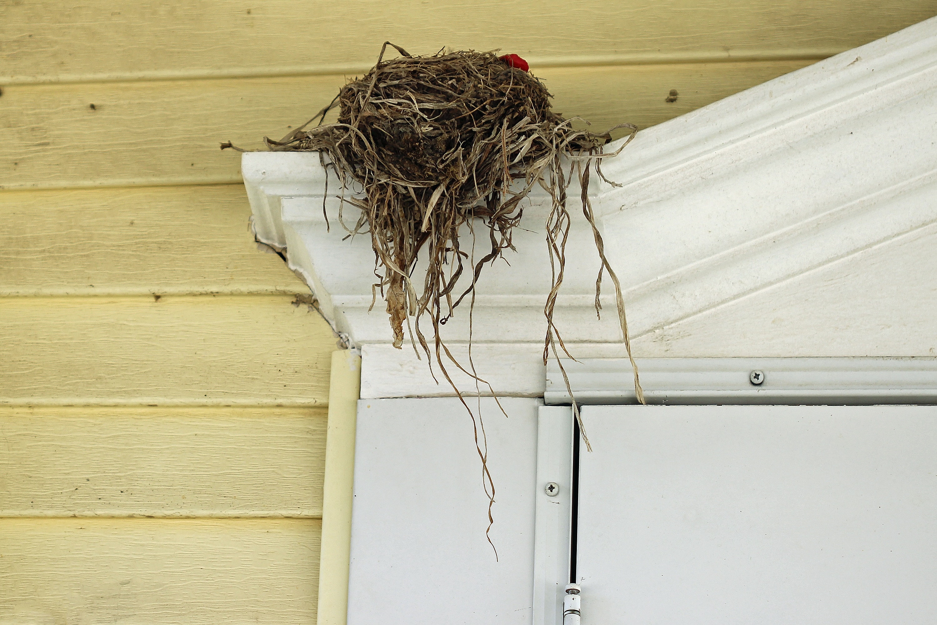 Best Bird Control in Phoenix, AZ