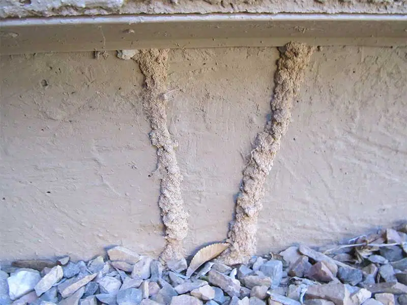 Arizona Subterranean termite tubes