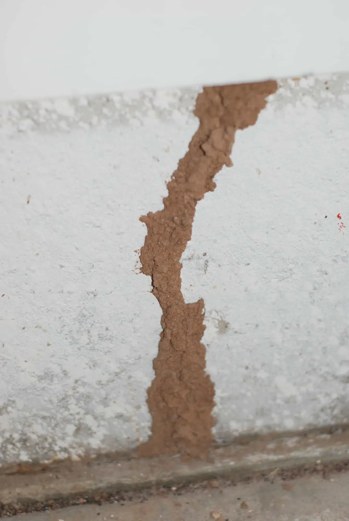 Eastern Subterranean termites