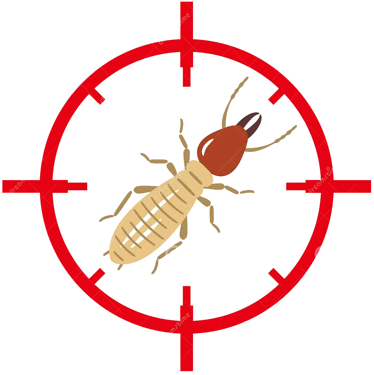 How to Identify and Eradicate Desert Termites Phoenix, Arizona