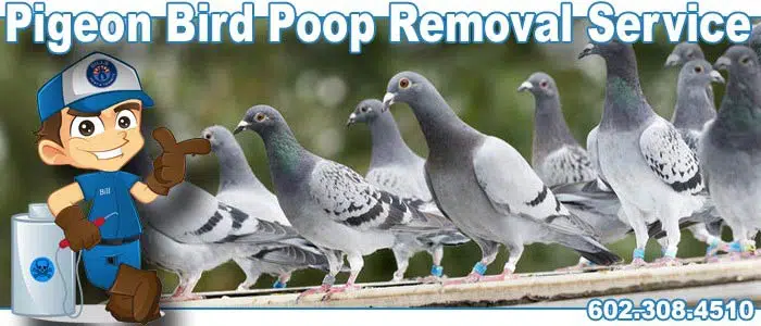 Don't let Pigeons Nest under Solar Panels (602) 308-4510