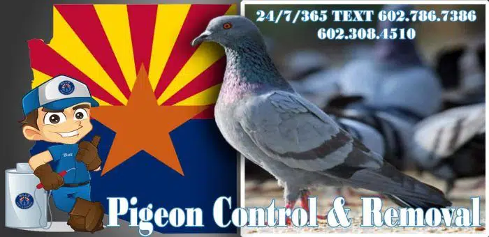 Best Pigeon Control San Tan Valley AZ - Safeguard Your Health and Property