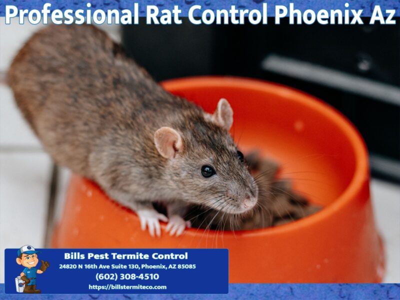 Professional Rat Control Phoenix AZ | Bill's Pest Control