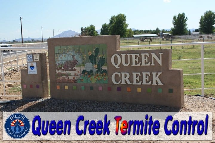 Best Queen Creek Termite Control | Termite Treatment Service