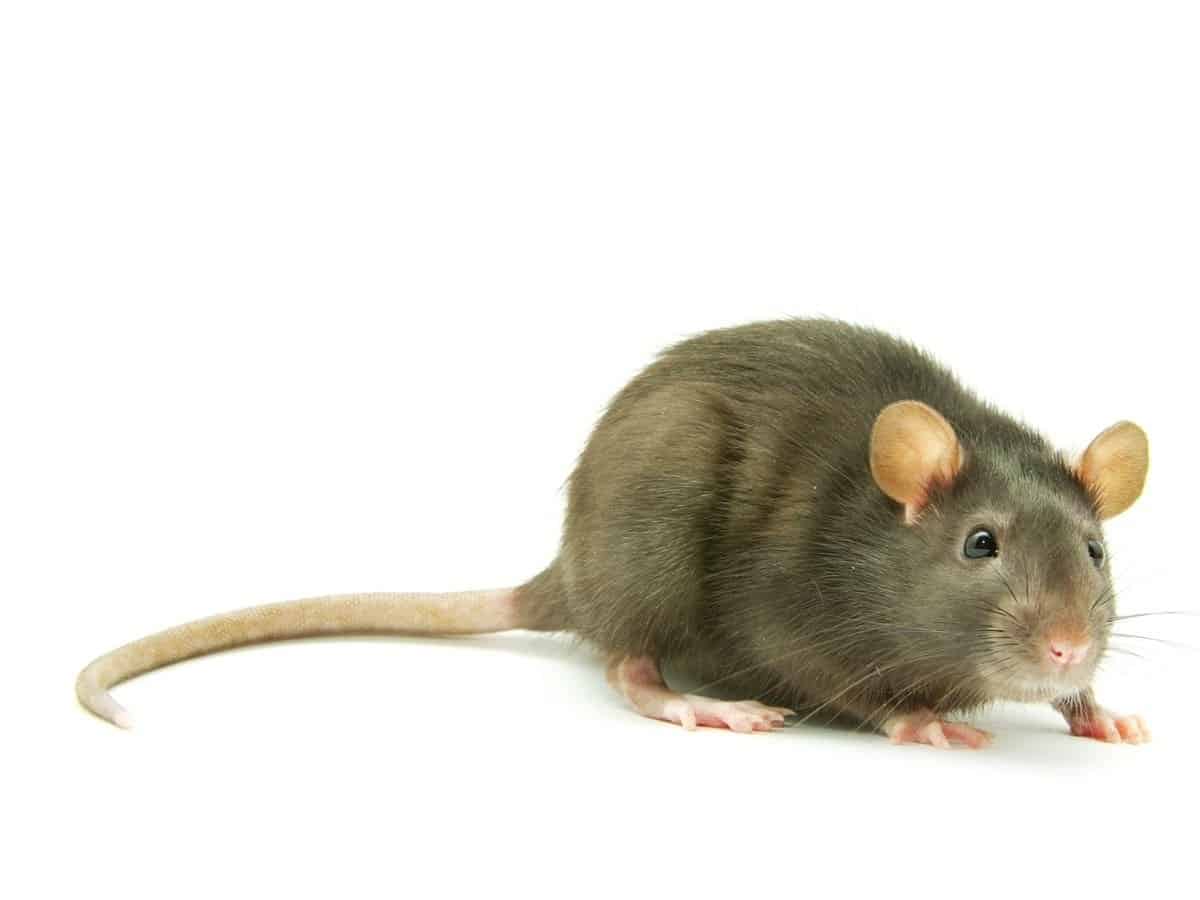 Rodent Control Exterminator Phoenix AZ