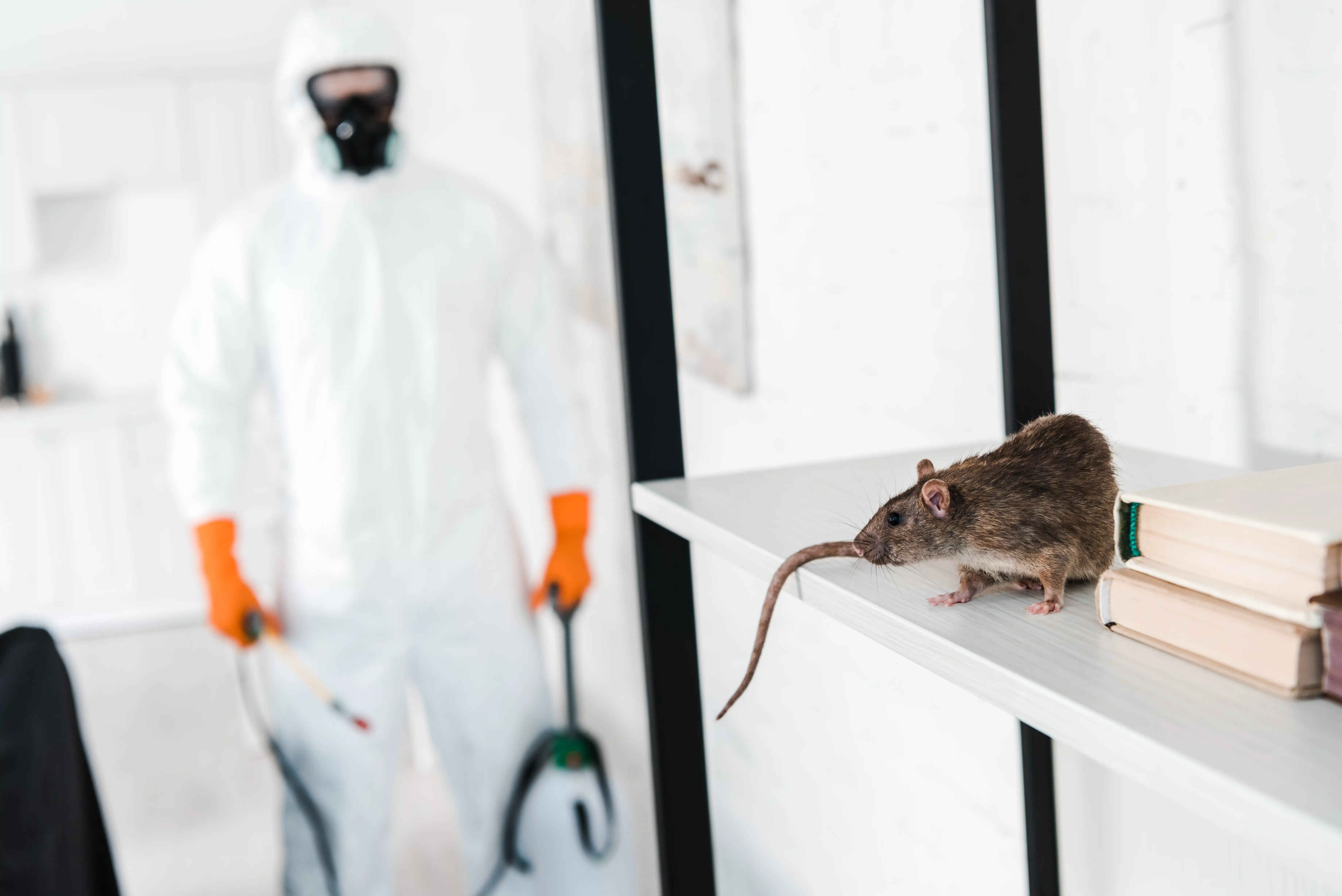 Best Mouse Control Services In Phoenix AZ
