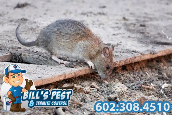 Best Rodent Exclusion Services in Phoenix, AZ