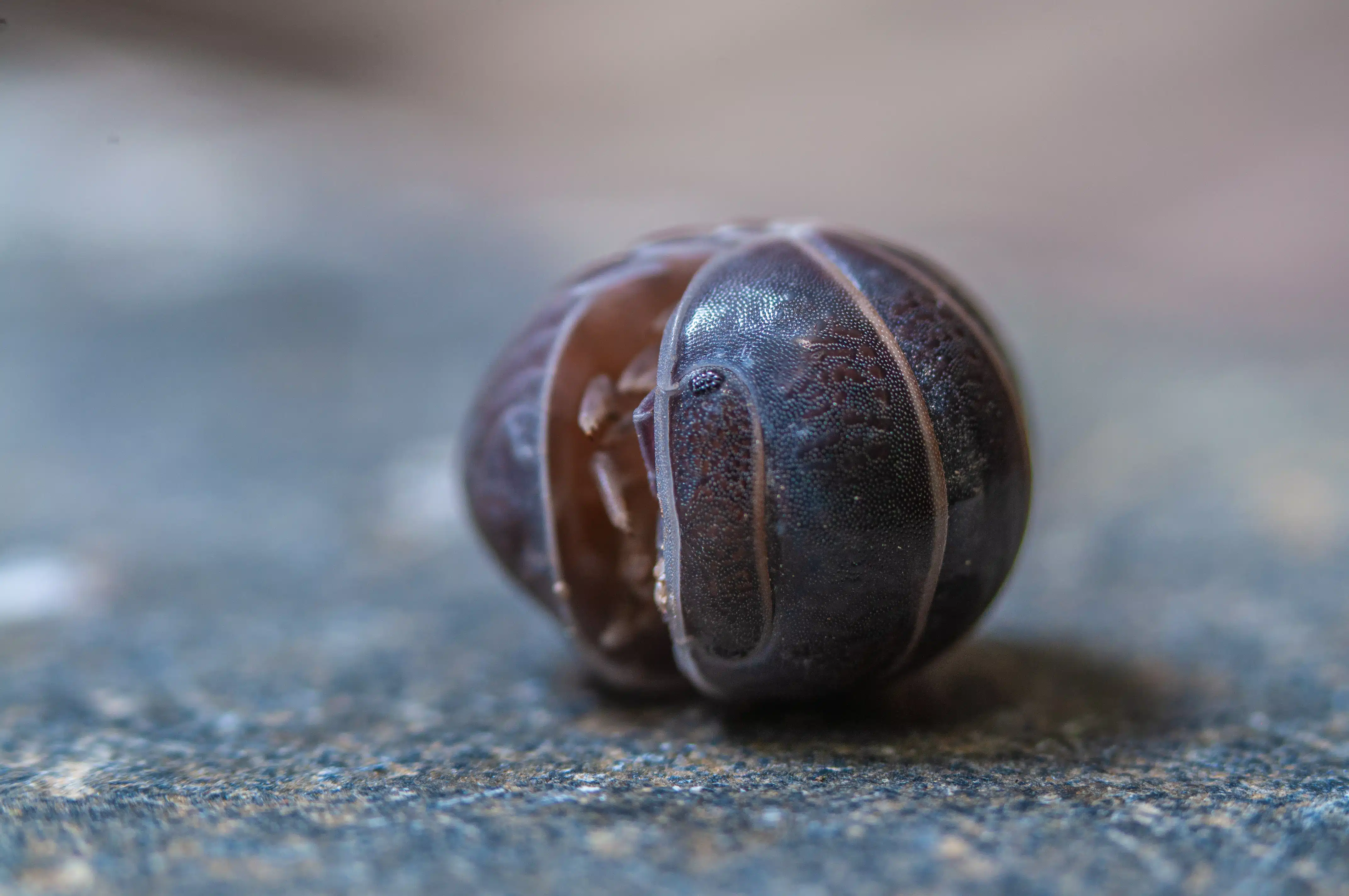 Best Sow Bugs Exterminator in Phoenix AZ
