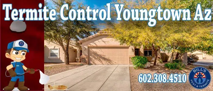 Termite Control Youngtown Az | Termite Treatment Exterminator