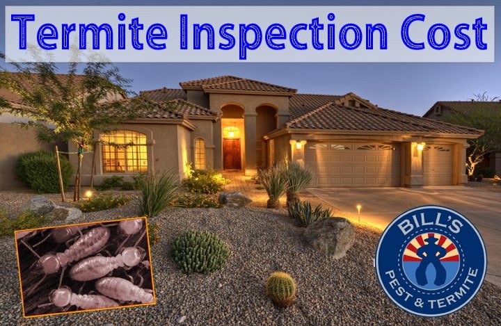 Termite Inspection Cost Phoenix Az