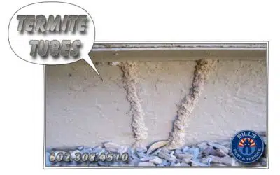 Understanding Termite Tubes – What are Termite Mud Tubes?