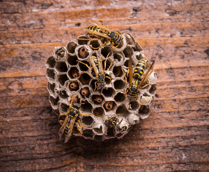 Professional Wasp and Hornet Pest Control and Removal Services