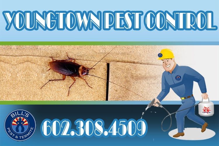 Best Pest Control Youngtown AZ Services