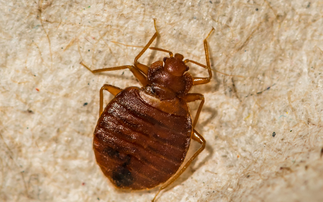 How Often Should You Treat Your Home for Bugs?