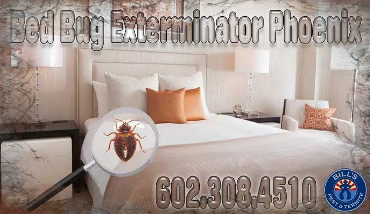 Best Bed Bug Exterminator Phoenix Az