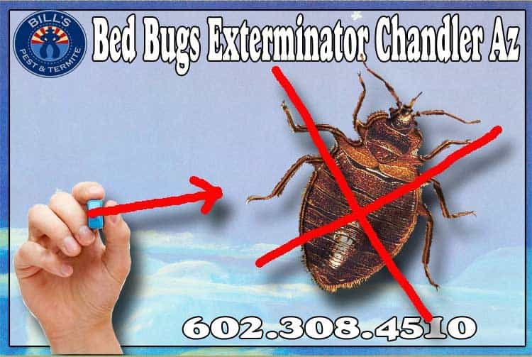 Need Chandler Bed Bug Expert Services? We can help! 