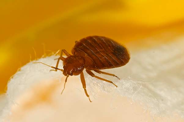 Best Bed Bug Treatment Cost in Phoenix, AZ
