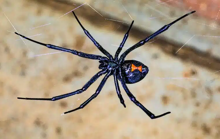 Best Black Widows Spider Exterminator Phoenix, AZ