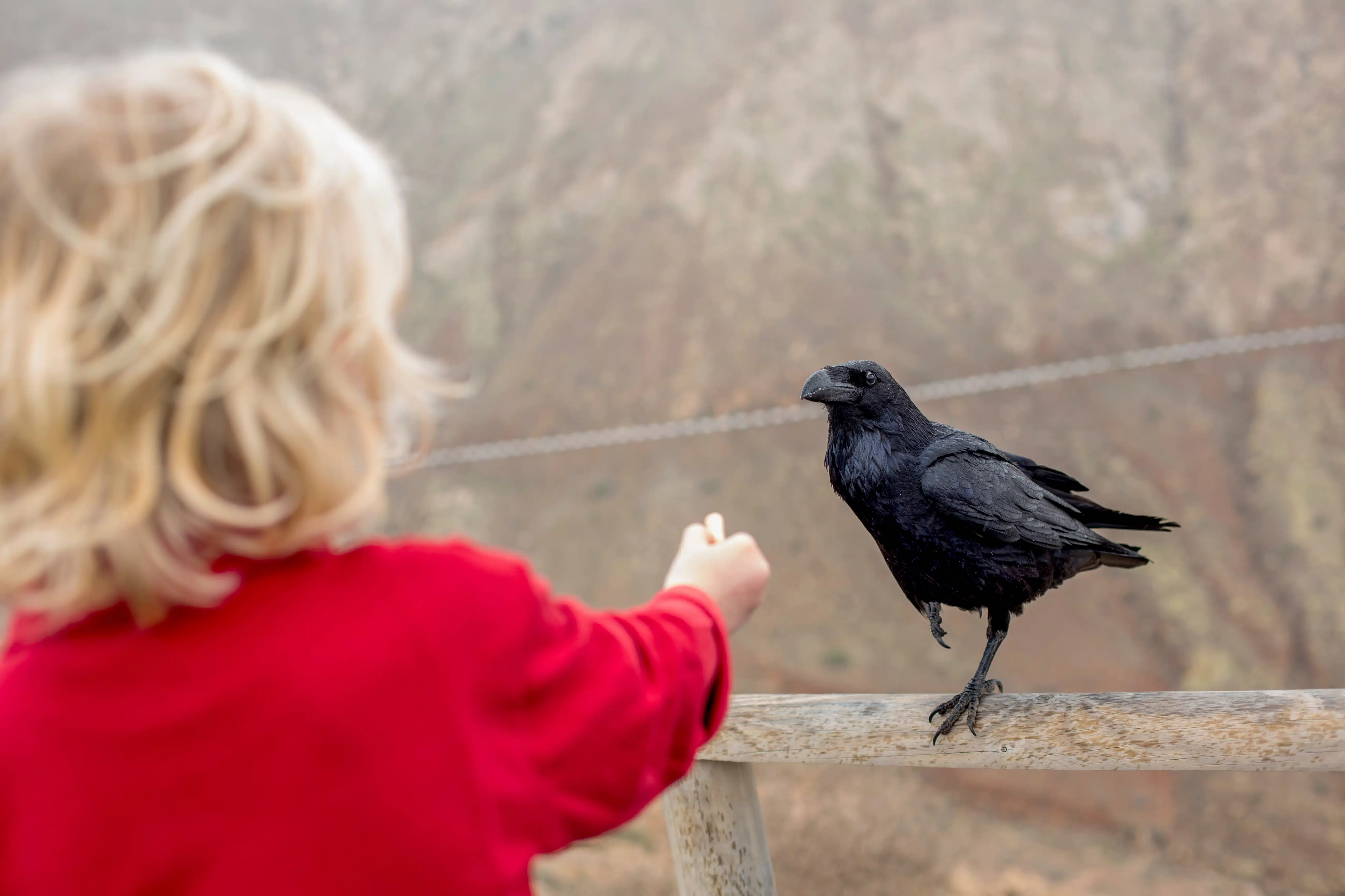 Best Crow Removal Phoenix AZ