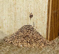 Light Western Drywood Termites