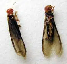 termite swarmers