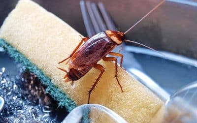 Emergency Pest Control Service