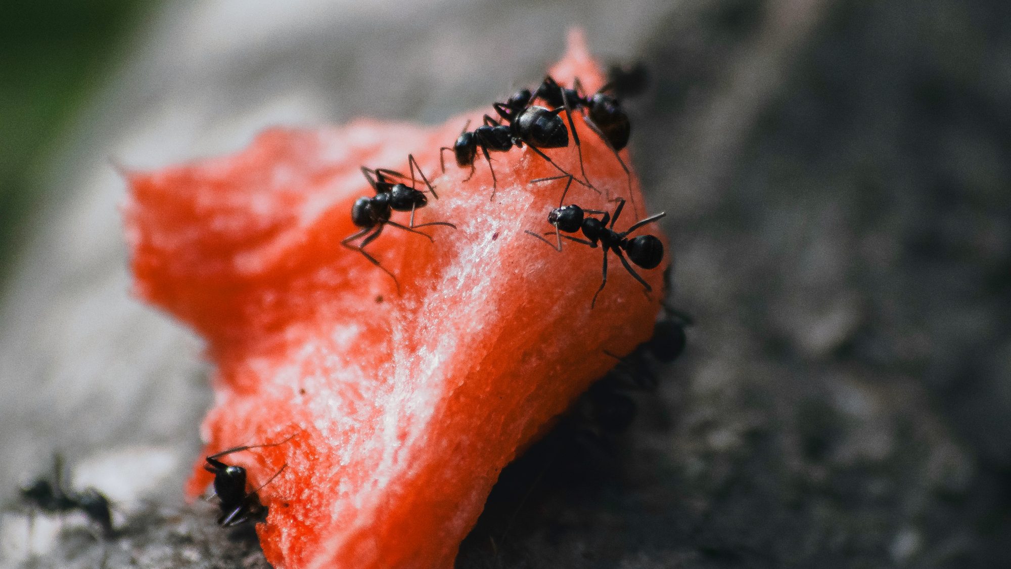 Common Ant Species in Arizona
